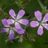 *** :: Зоя Мишина