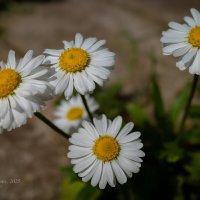 Маргаритки белые :: Александр Синдерёв