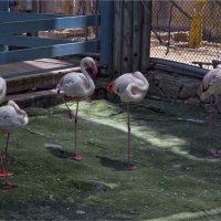 Хайфа 06,2025году :: ujgcvbif 