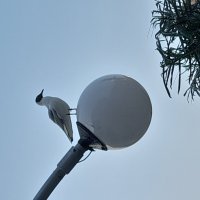 на посту :: Ирина Лесиканич