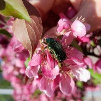 просто жук) :: Ирина Лесиканич