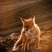 Лисичка :: Sergey38 