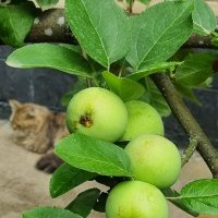 Умытое утро :: Наталья Умытое утро :: Наталья