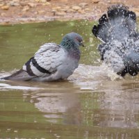 Банька :: Ольга Митрофанова