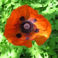 Красный мак :: Дмитрий Никитин Красный мак :: Дмитрий Никитин