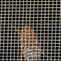 За решеткой! :: Владимир VS