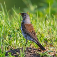 ** :: Виталий Емельянов