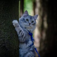 Кот :: Александр Бочериков