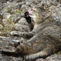 *** :: Наталья Герасимова