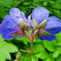 Городские цветы :: Милешкин Владимир Алексеевич 