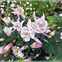 Аквилегия :: Veera V Аквилегия :: Veera V