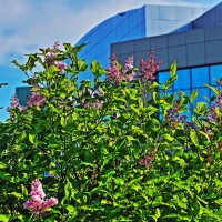 Июнь...В сиреневом сквере! :: Владимир 