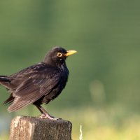 -- :: vladimir -- :: vladimir