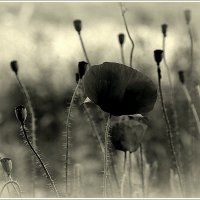 Все повторится...? :: Aleksandr Gal