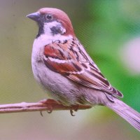 Воробей прилетел :: Людмила Смородинская