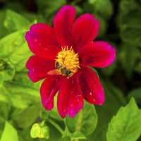 За нектаром :: Валентин Семчишин