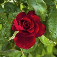 Бархатная  роза :: Валентин Семчишин