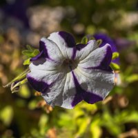 Петунья :: Игорь Сикорский Петунья :: Игорь Сикорский