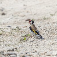 молодой щегол. :: юрий макаров молодой щегол. :: юрий макаров