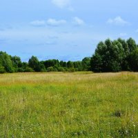 Ядрин. Поляна пойменного леса реки Суры. :: Пётр Чернега