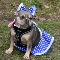 Москва. Парад французских бульдогов в усадьбе «Воронцово». :: Наташа *****