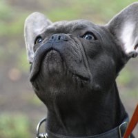 Москва. Парад французских бульдогов в усадьбе «Воронцово». :: Наташа ***** Москва. Парад французских бульдогов в усадьбе «Воронцово». :: Наташа *****