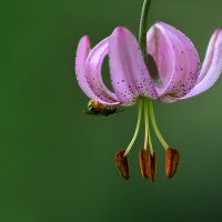 Саранка :: Геннадий Супрун