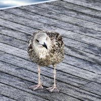 Вот такое "чудо в перьях" :: Alexandеr P