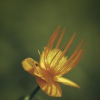 Цветок :: Эдуард Куклин