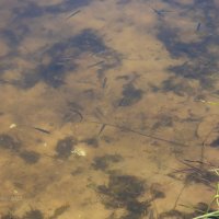 Мальки в воде :: Александр Синдерёв