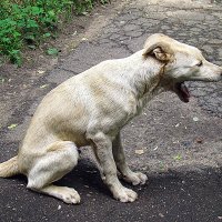 Провожающий зевака,,,) :: Анатолий Колосов