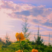 Купальница :: Сергей Кочнев