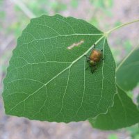 Трубковерт :: Anna Ivanova