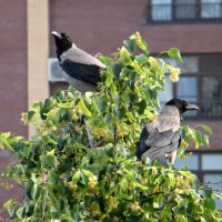 Липа цветёт, воронам нравится... :: Татьяна Львова
