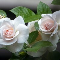 *** :: Aleksey Afonin