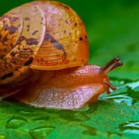 Улитка лигуус :: Aleksey Afonin