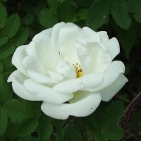 Роза :: Freddy 97