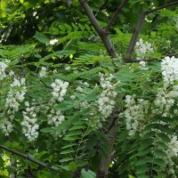 Гроздья душистые :: Freddy 97