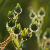 Солнечное утро... :: Надежда Куркина 
