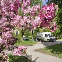 Майсое цветение :: Марина Кушнарева