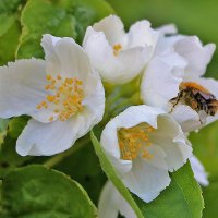 Чубушник :: Светлана 