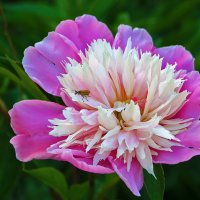 Гость :: Светлана 