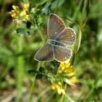 **** :: Зоя Мишина