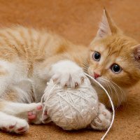 С клубочком... :: Андрей Пристяжнюк