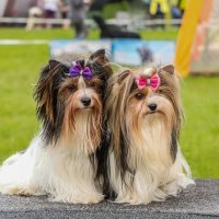 Парочка :: Анатолий Шумилин