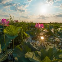 Лето на Волге :: Фёдор. Лашков