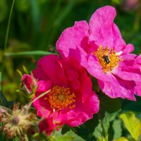 Палитра июня... :: Владимир Жданов Палитра июня... :: Владимир Жданов