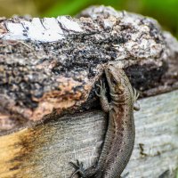 *** :: Михаил. М.