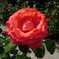 Роза чайно-гибридная :: Наиля Роза чайно-гибридная :: Наиля