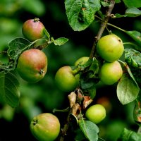 из снятого позавчера 3 :: Александр Прокудин